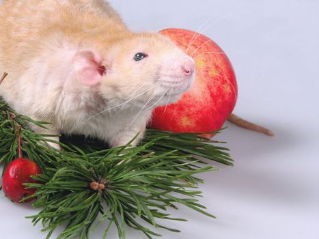 The rat sits on a branch to a New Year tree. Beside apples