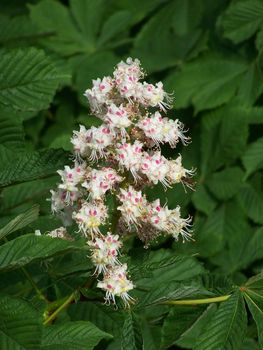 White chestnut blossoms and green leaves. Background.