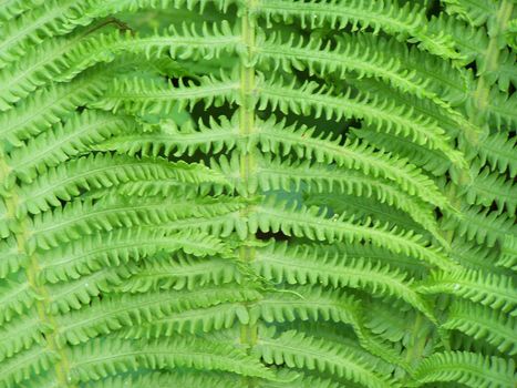 Close up of the fern leaves. Background.