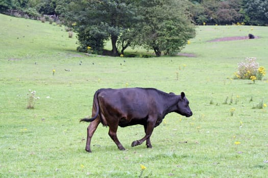 brown cow walking in field