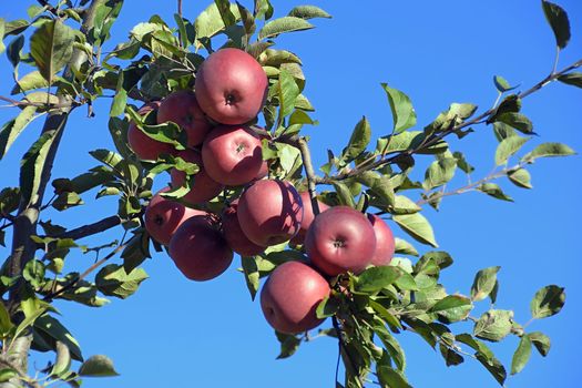 An apple a day keeps the doctor away