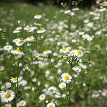 Detail of daisy flower or bellis perennis - selective focus