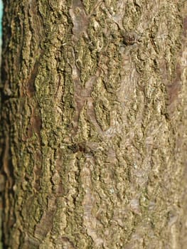 Detail of section of a tree trunk