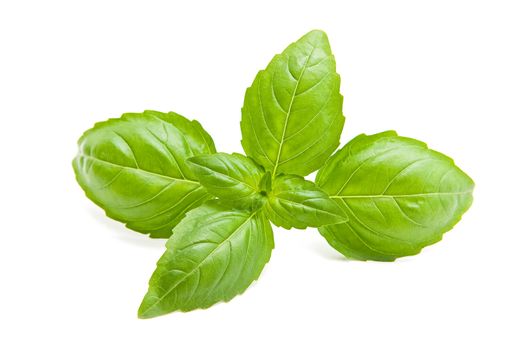 Basil