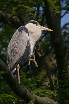 Grey heron on sunny summer morning standing on branch in tree