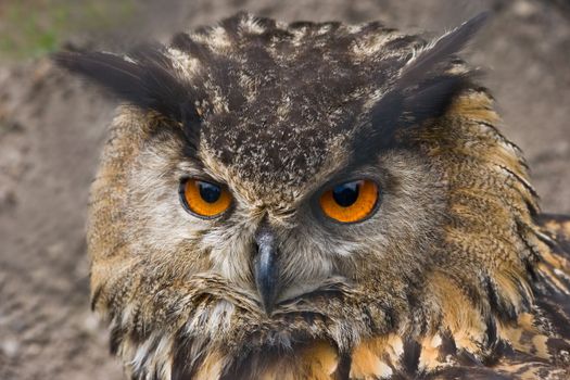 Eagle owl staring with big orange eyes