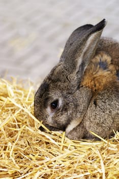 Close up of a sweet bunny sitting in straw.               