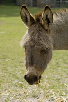 Portrait of an eating donkey in a meadow.