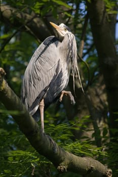 Grey heron standing on branch in tree on sunny summer morning