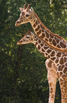 Giraffe mother and kid in morning sun