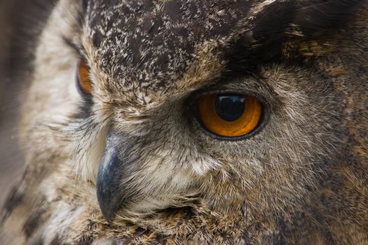 Portrait of Eagle owl in close view