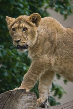 Young female lion looking agressive