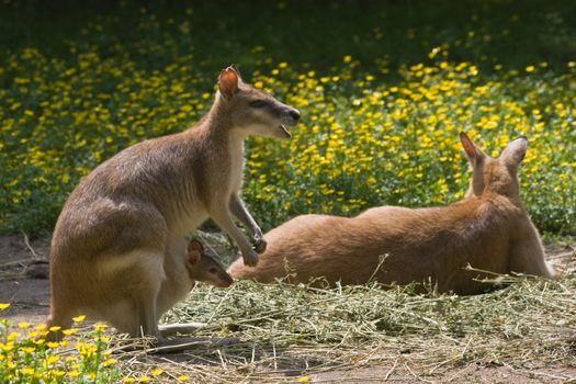 Female wallaby with joey in pouch and yellow flowers in background-horizontal image