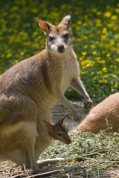 Female wallaby with joey in pouch and yellow flowers in background-vertical image