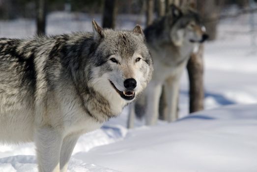 Close-up portrait of a gray wolf in Winter