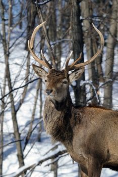 Wild elks in winter