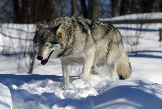 Close-up portrait of a gray wolf in Winter