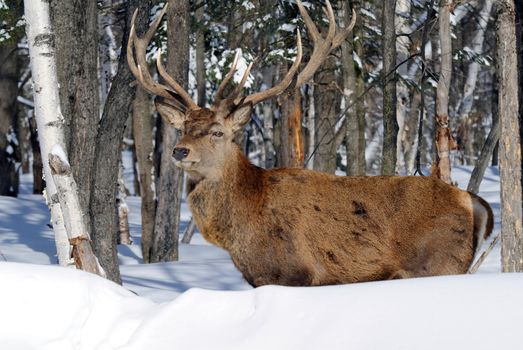 Wild elks in winter