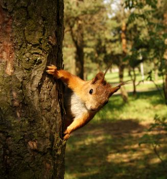 squirrel sits on a tree