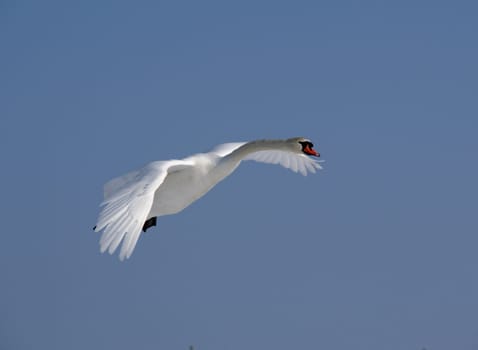 Swan in flight