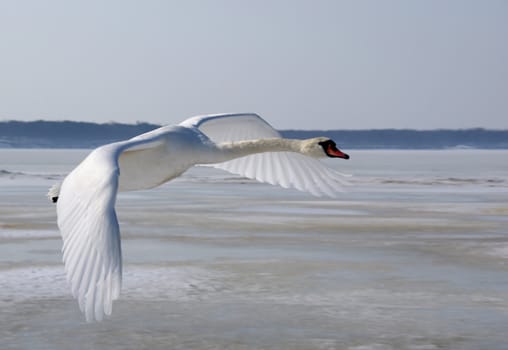 Swan in flight