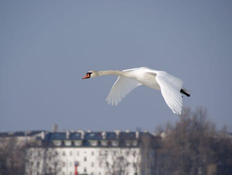 Swan in flight