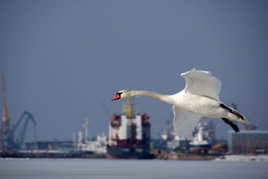 Swan in flight