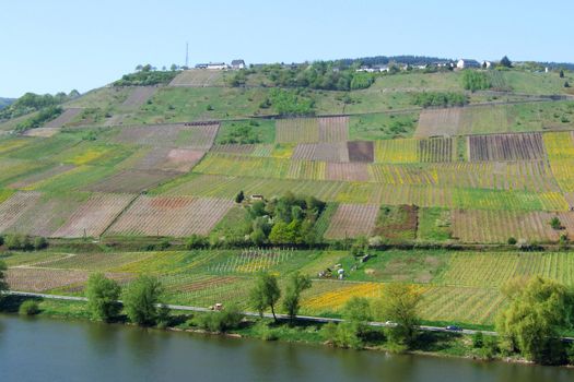 Reiler Ortsteil Heißer Stein oberhalb von Weinbergen
