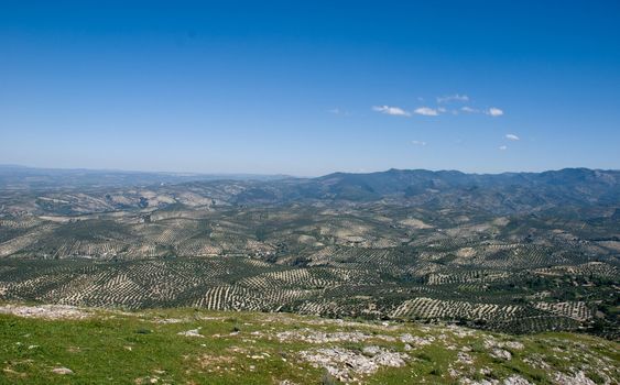 Olive tree's intensive cultivation in Andalusia, Spain.