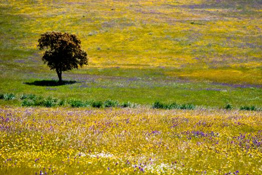 Lonely Olive tree among yellow and violet flowers in Andalusia, Spain.
