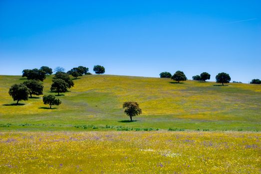 Olive trees among yellow and violet flowers in Andalusia, Spain.
