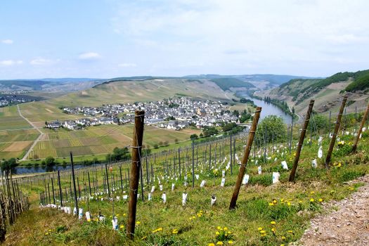Blick auf Trittenheim an der Mosel
