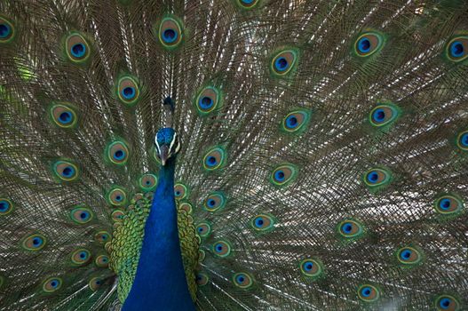 A male peacock shows off its colorful tail feather plumage.