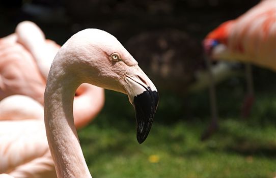 A group of pink flamingoes walk around eating at the Denver Zoo.