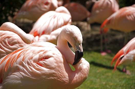 A flock of pink flamingoes stand and rest at the Denver Zoo.