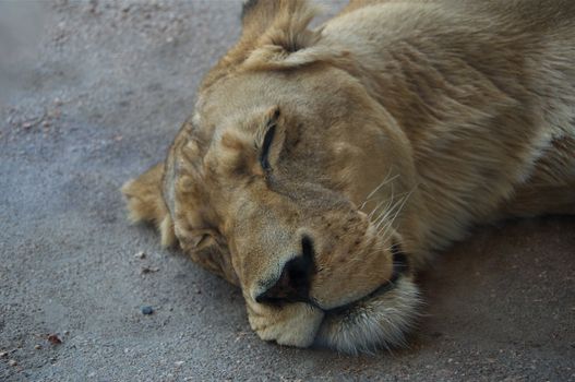 A female lion sleeps on a hot summer afternoon.