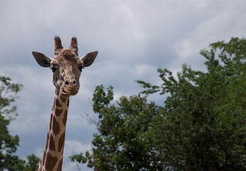 A giraffe stickes its head up above the towering trees at the Denver Zoo.