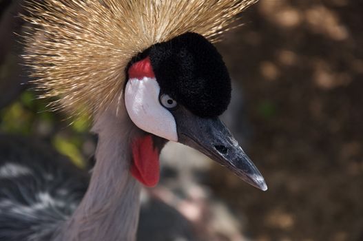 An african crowned crane struts around looking for food.