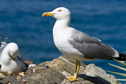 closeup of a couple of seagull standing on a rock near the sea