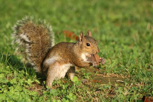 Little curious grey squirrel on green meadow eating a walnut