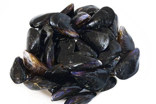 Fresh mussels isolated in a white plate