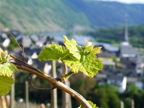 junge Traubenblätter bei Enkirch an der Mosel
