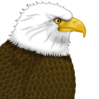 American Bald Eagle Portrait Isolated on White Background Illustration