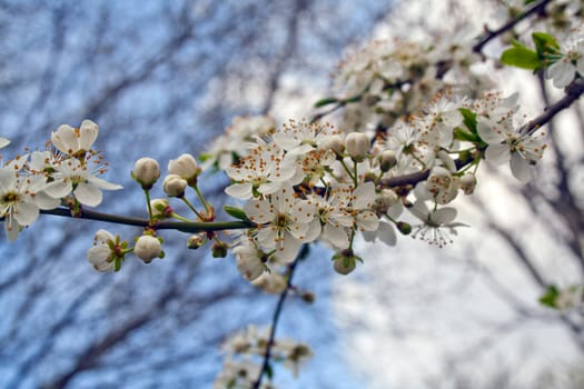 flowering tree apple blossomed buds, spring in Prague. White flowers on the twig.