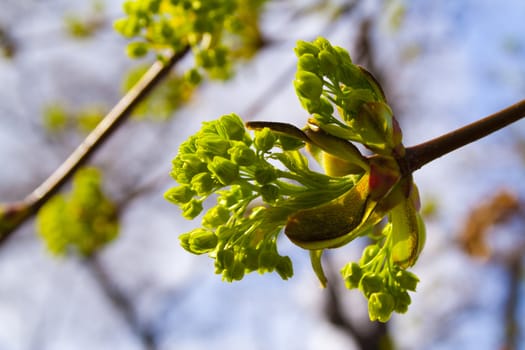 flowering tree chestnut buds have blossomed on the chestnut, the spring in Prague. Flowers on the twig. Spring sprouts. Rest in the park.