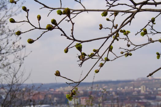 flowering tree chestnut buds have blossomed on the chestnut, the spring in Prague. Flowers on the twig. Spring sprouts. Rest in the park.