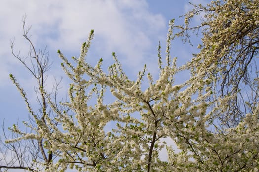 flowering tree blossomed buds, spring in Prague. White flowers on the twig.