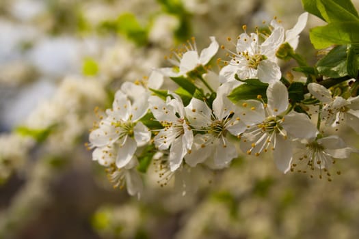 flowering tree blossomed buds, spring in Prague. White flowers on the twig.