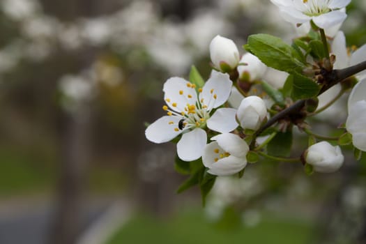 flowering tree blossomed buds, spring in Prague. White flowers on the twig.