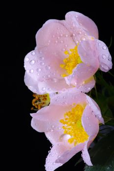 pink flowers of a dog-rose with water dorps on black background